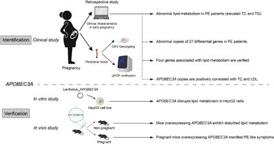 Copy Number Analyses Identified a Novel Gene: APOBEC3A Related to Lipid Metabolism in the Pathogenesis of Preeclampsia